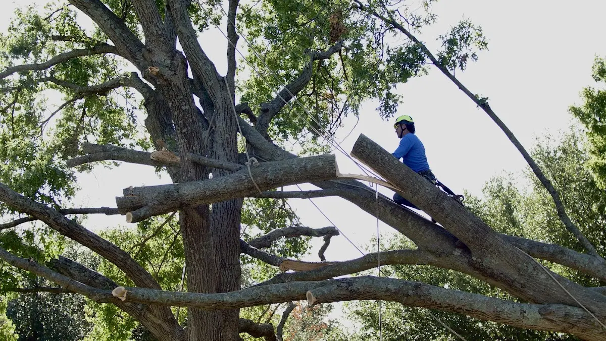 Professional Crown Thinning performed by certified arborists in Upham