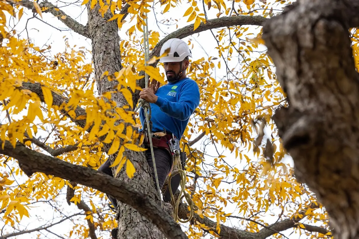 Skilled Storm Damage Cleanup crew working in Upham